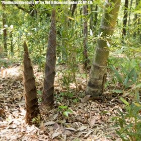 Bambou Phyllostachys edulis